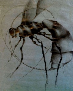 Pindars Insect - graphite on charcoal paper